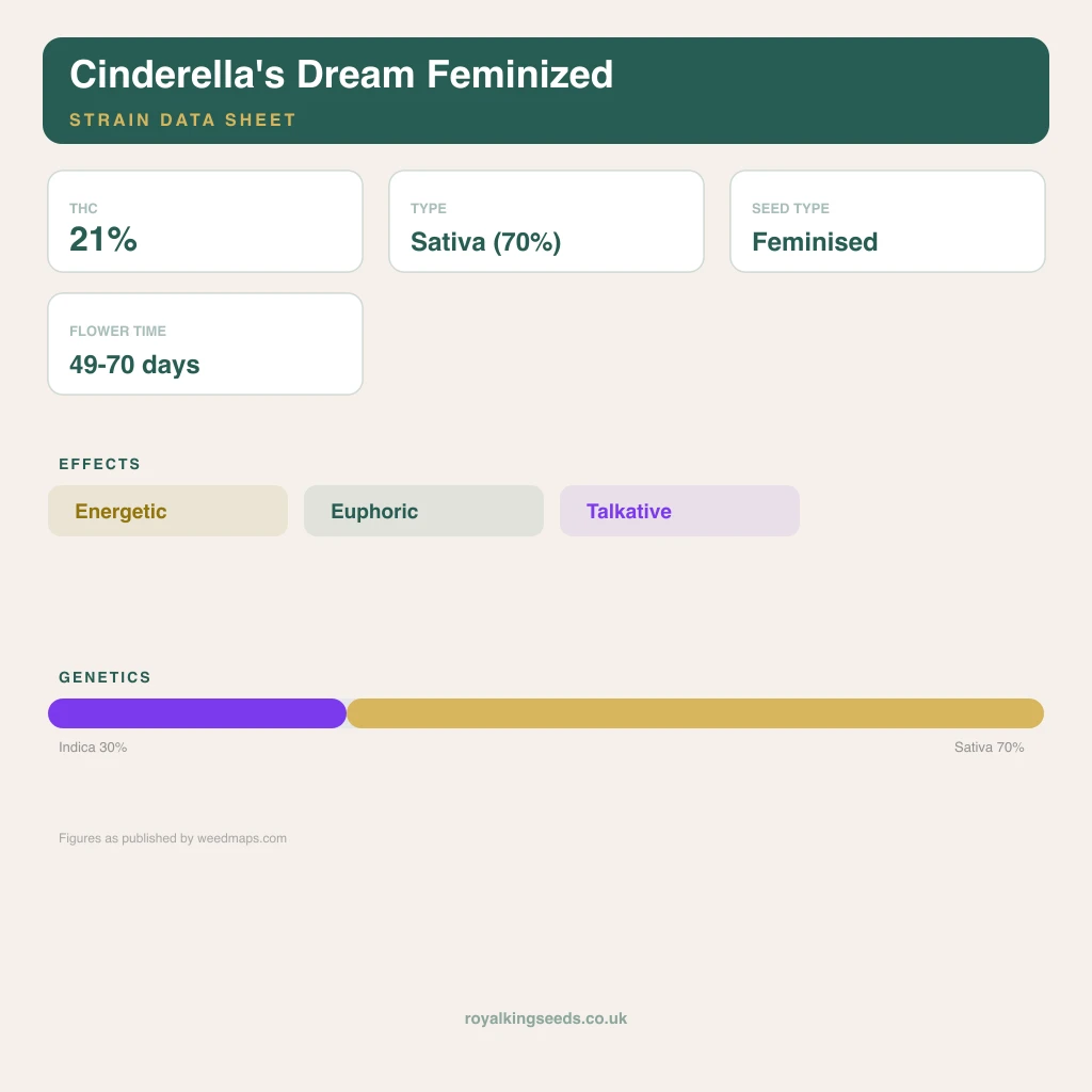 Cinderella's Dream 30% indica / 70% sativa flower with visible trichomes