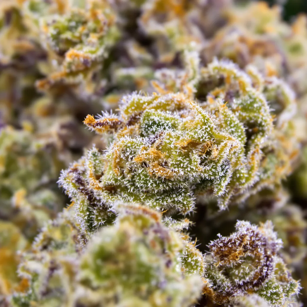 Cinex cannabis bud close-up showing open-bud structure with orange pistils
