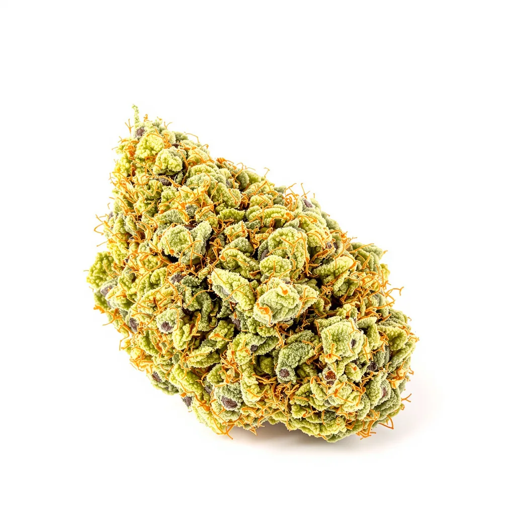 Citrus Sap cannabis plant in flowering stage — 150-200 cm feminised