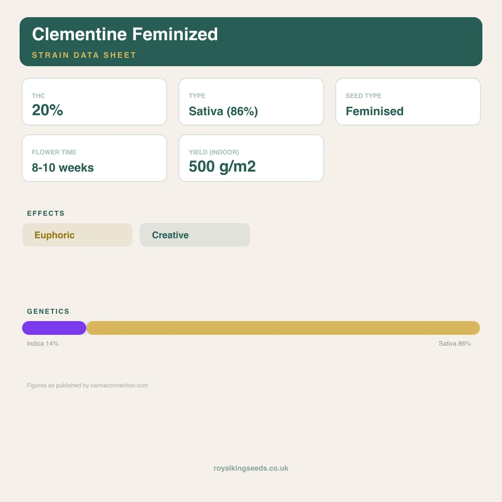Clementine 14% indica / 86% sativa flower with visible trichomes