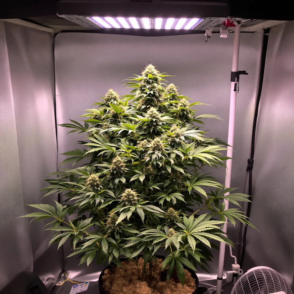 Cold War Kush 65% indica / 35% sativa flower with visible trichomes