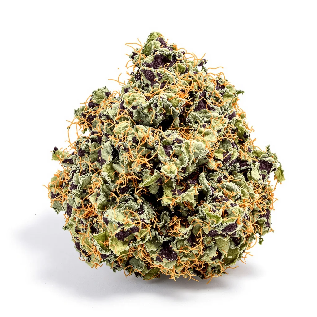 Cold War Kush cannabis plant in flowering stage — 90-130 cm feminised