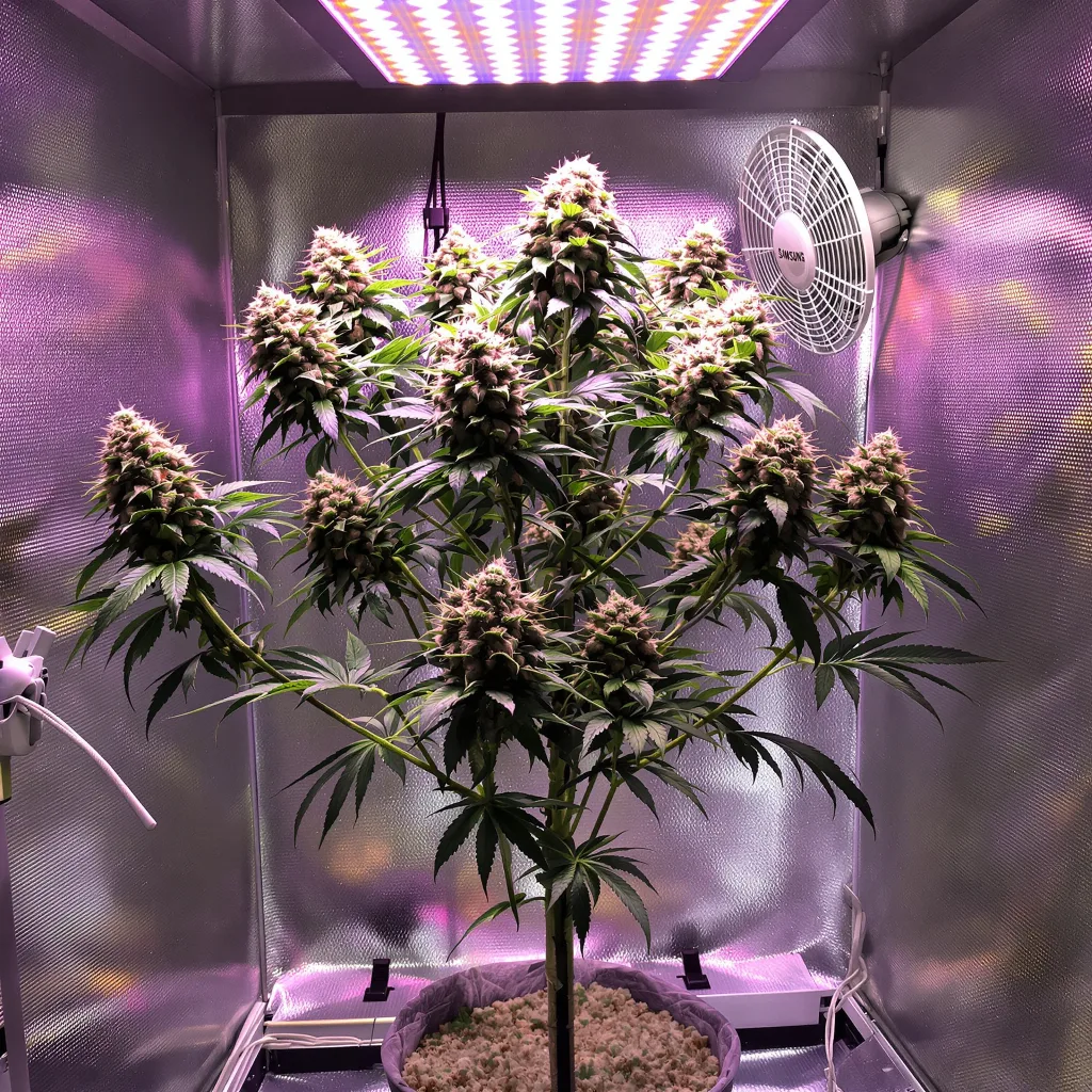 Colombian Gold 40% indica / 60% sativa flower with visible trichomes