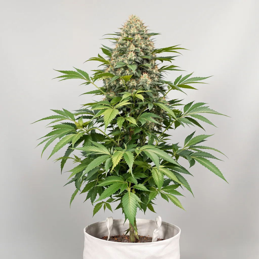 Confidential Wreck cannabis seeds packaging — Royal King Seeds UK