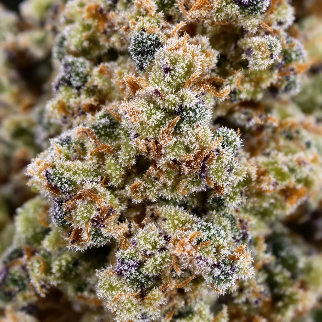 Cookie Breath cannabis bud close-up showing balanced bud structure with frosted trichomes