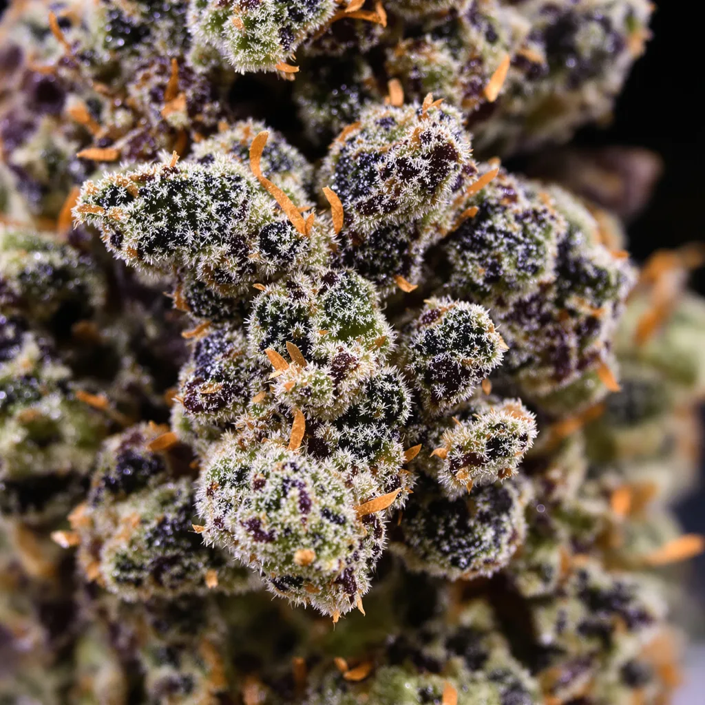 Cookie Jar cannabis bud close-up showing dense purple-tinged calyxes