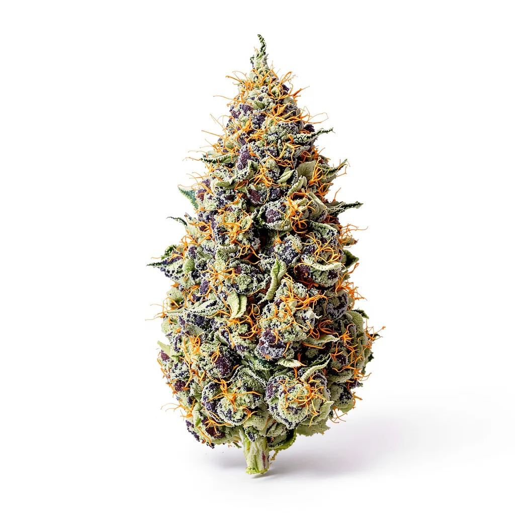 Cookie Jar cannabis plant in flowering stage — 90-130 cm feminised