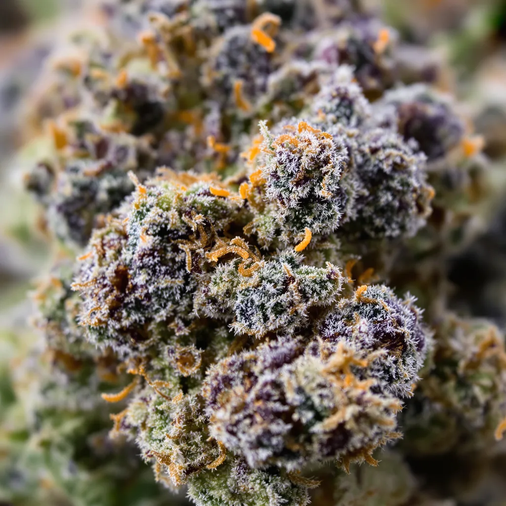 Cookie Monster cannabis bud close-up showing dense purple-tinged calyxes