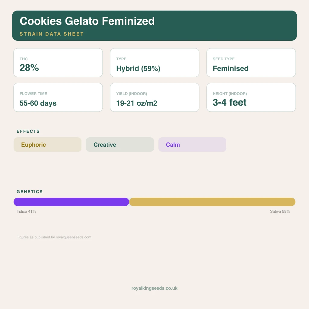 Cookies Gelato 41% indica / 59% sativa flower with visible trichomes