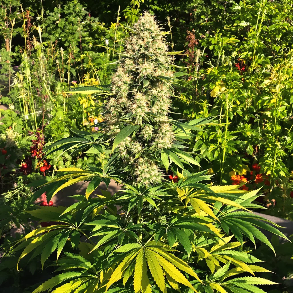 Corkscrew 57% indica / 43% sativa flower with visible trichomes
