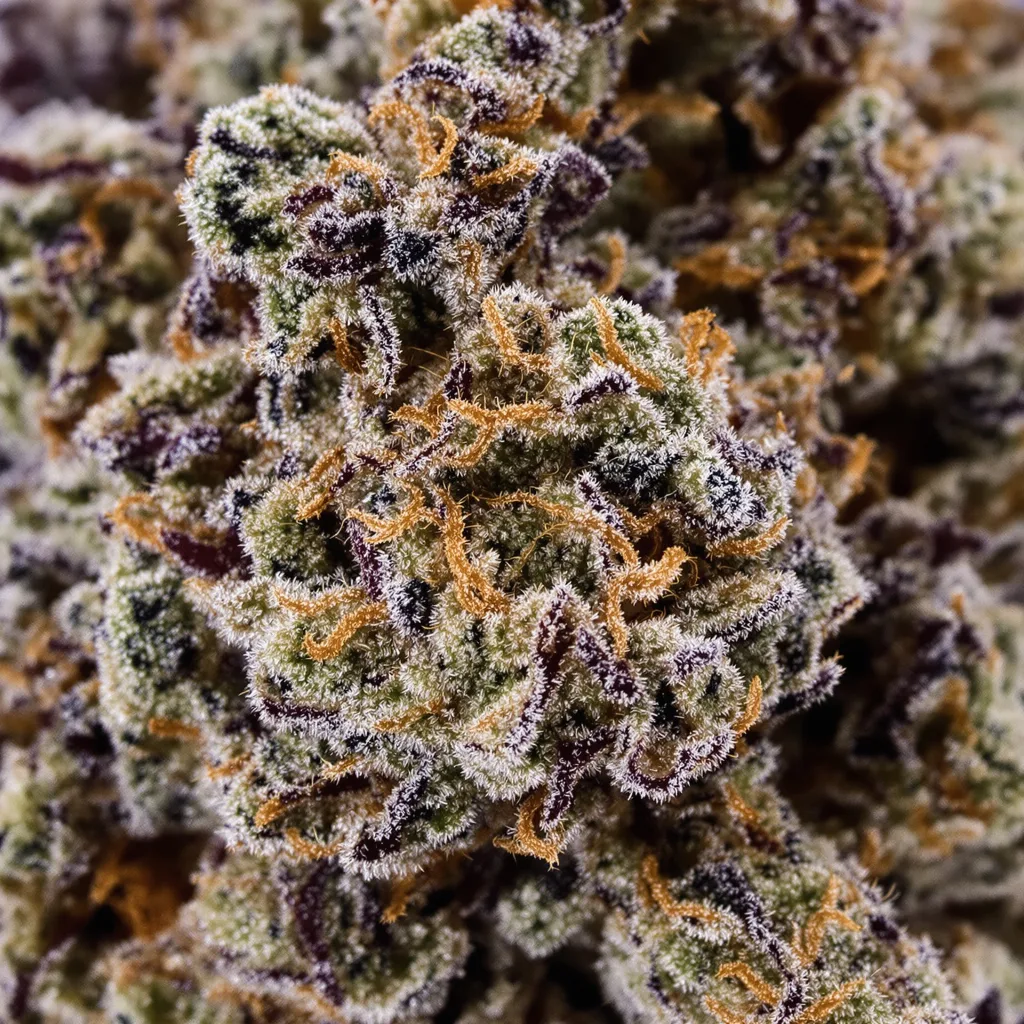 Cornbread cannabis bud close-up showing dense purple-tinged calyxes