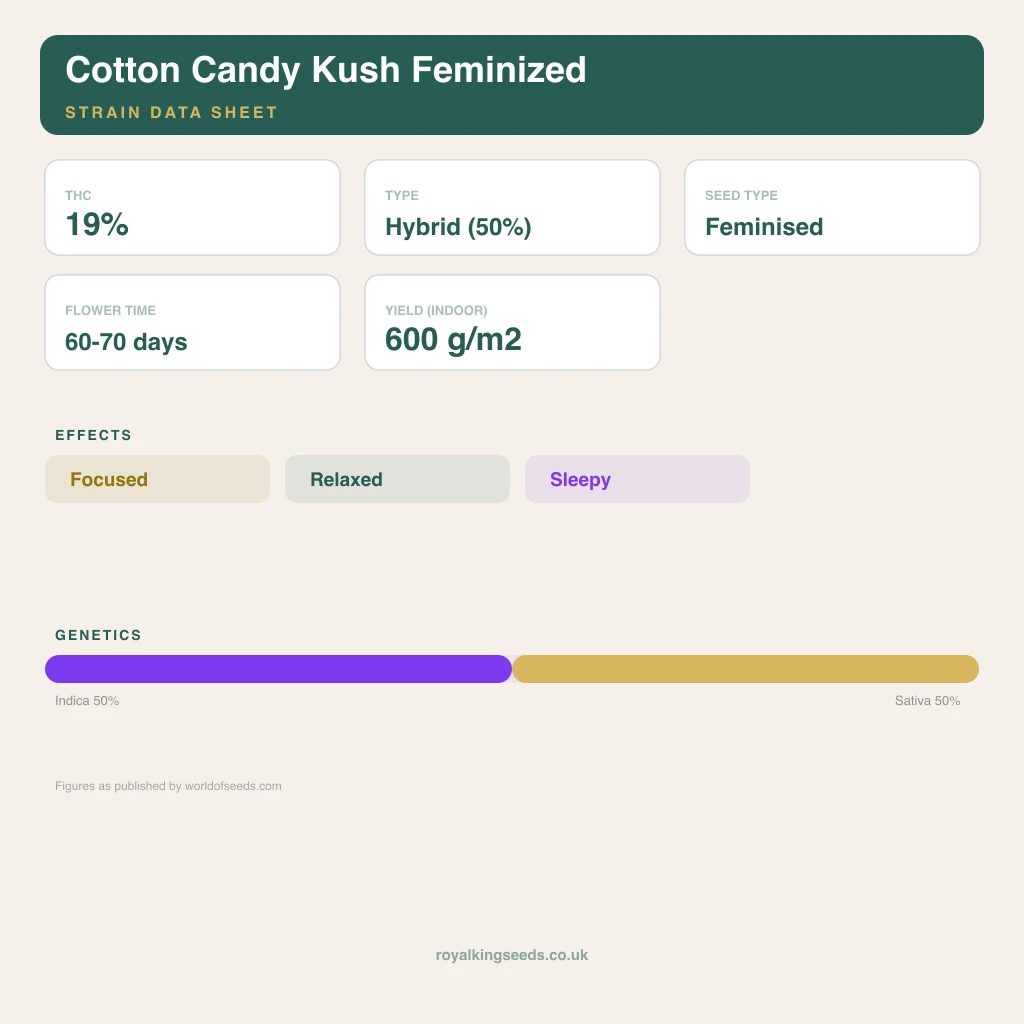 Cotton Candy Kush 50% indica / 50% sativa flower with visible trichomes