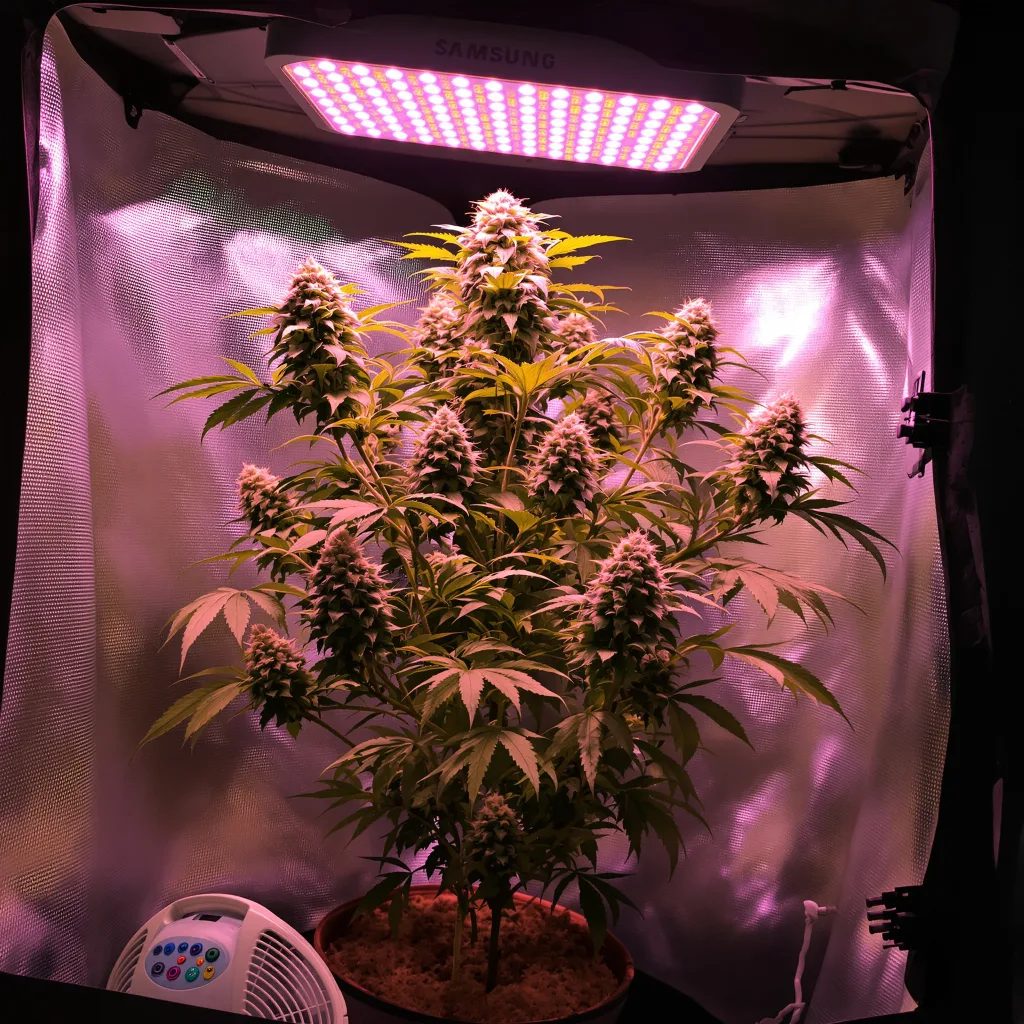 Couch Lock Mixpack 49% indica / 51% sativa flower with visible trichomes