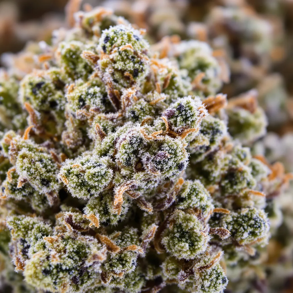 Couch Lock Mixpack cannabis bud close-up showing balanced bud structure with frosted trichomes