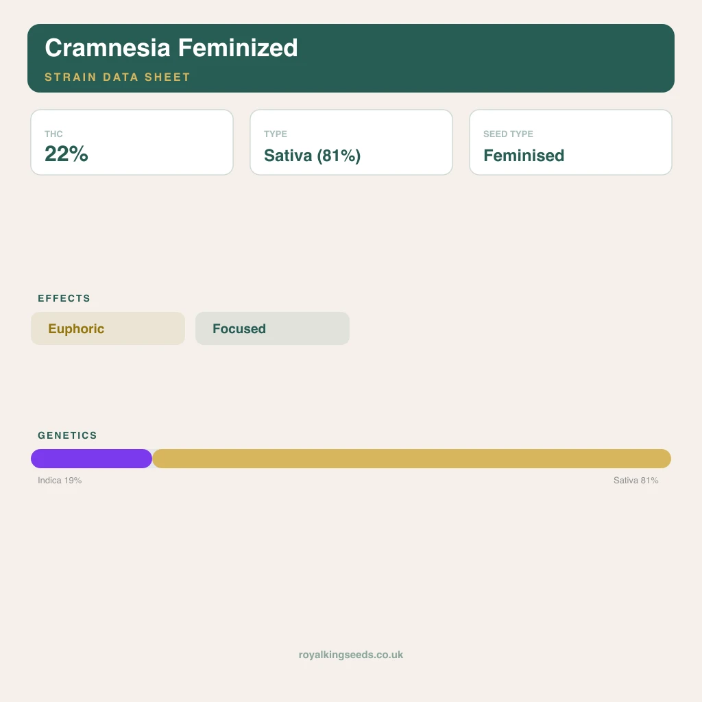 Cramnesia 19% indica / 81% sativa flower with visible trichomes