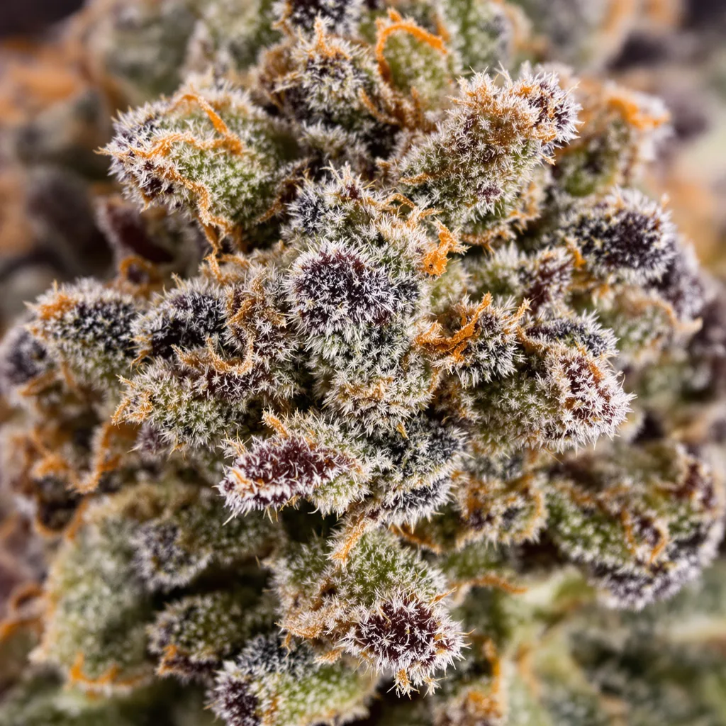 Cream cannabis bud close-up showing dense purple-tinged calyxes