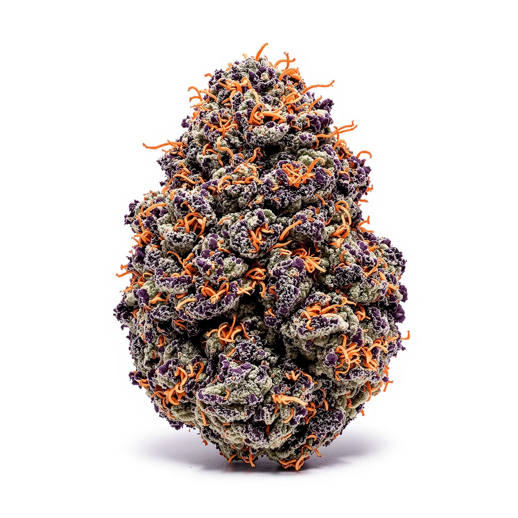 Cream Caramel cannabis plant in flowering stage — 90-130 cm feminised