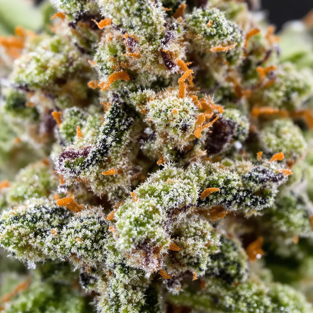 Critical 47 cannabis bud close-up showing balanced bud structure with frosted trichomes