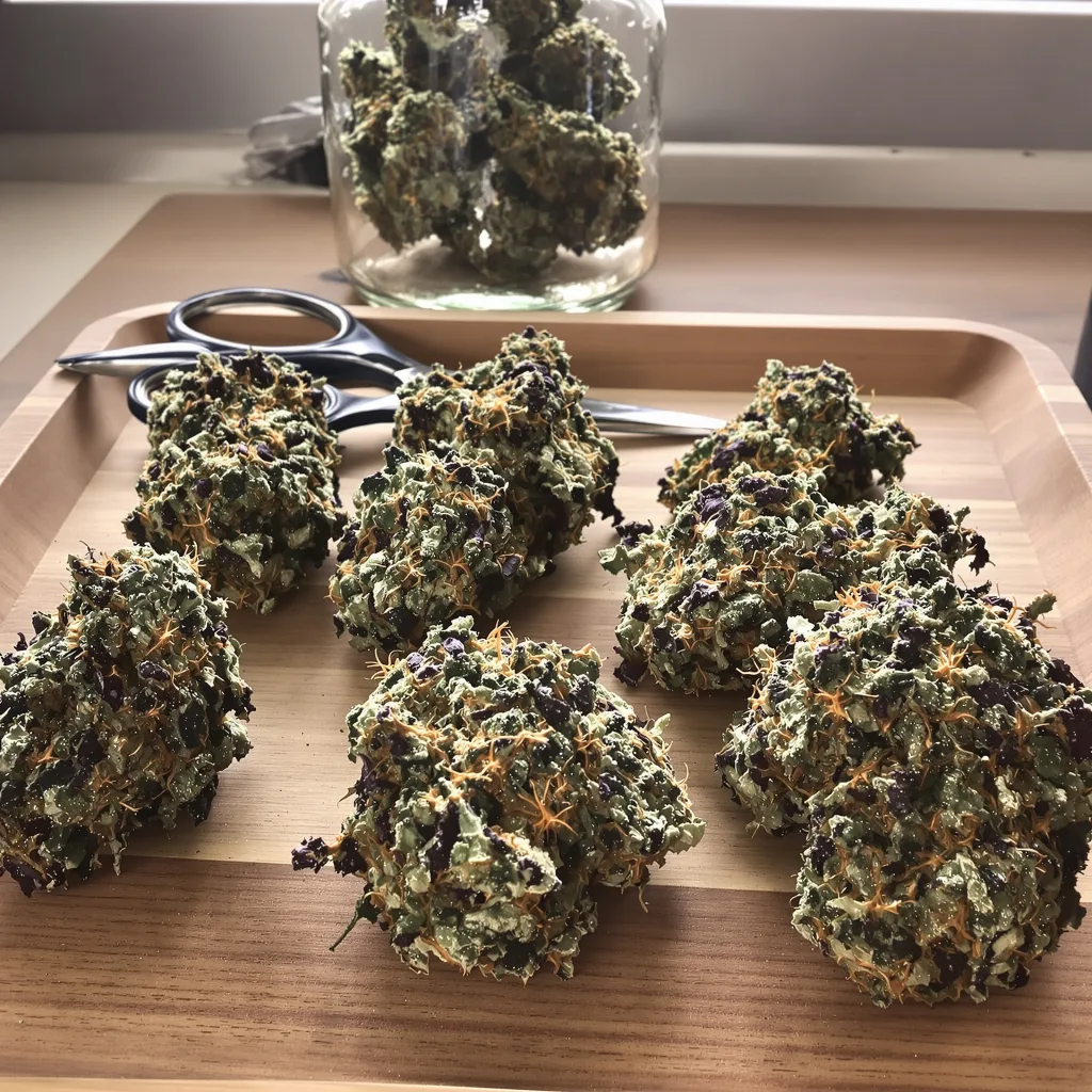 Critical Fast Bud 70% indica / 30% sativa flower with visible trichomes
