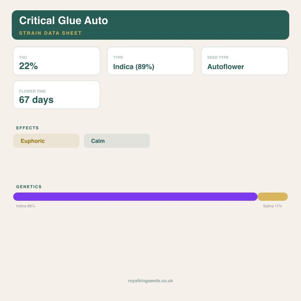 Critical Glue 89% indica / 11% sativa flower with visible trichomes
