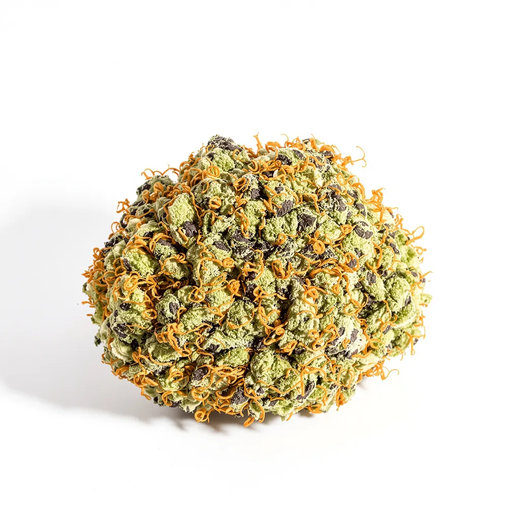 Critical Glue cannabis plant in flowering stage — 90-130 cm feminised