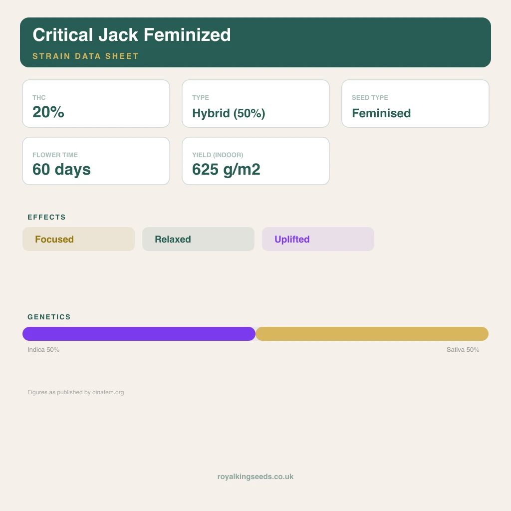 Critical Jack 50% indica / 50% sativa flower with visible trichomes
