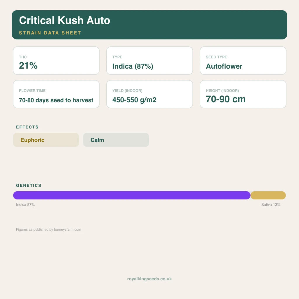 Critical Kush 87% indica / 13% sativa flower with visible trichomes