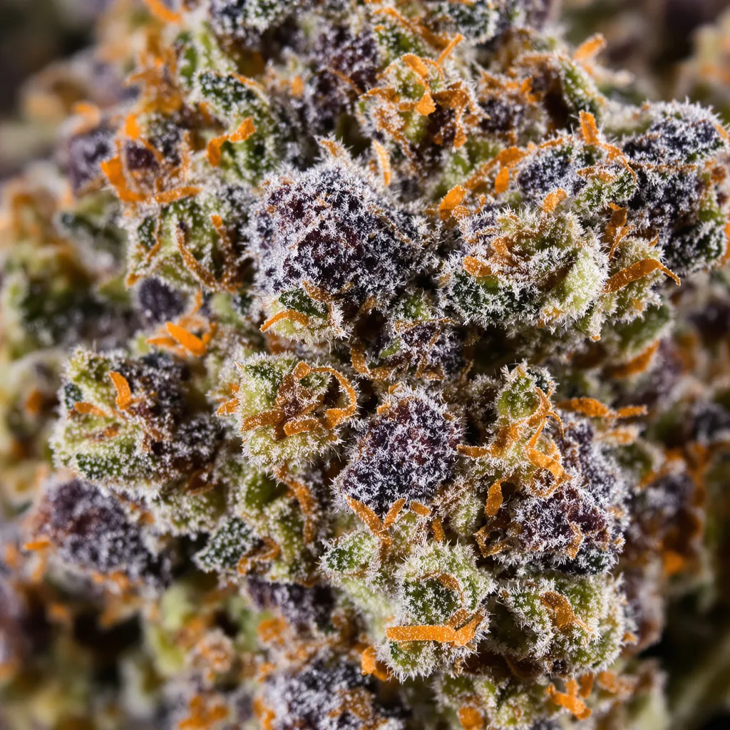 Critical Kush cannabis bud close-up showing dense purple-tinged calyxes