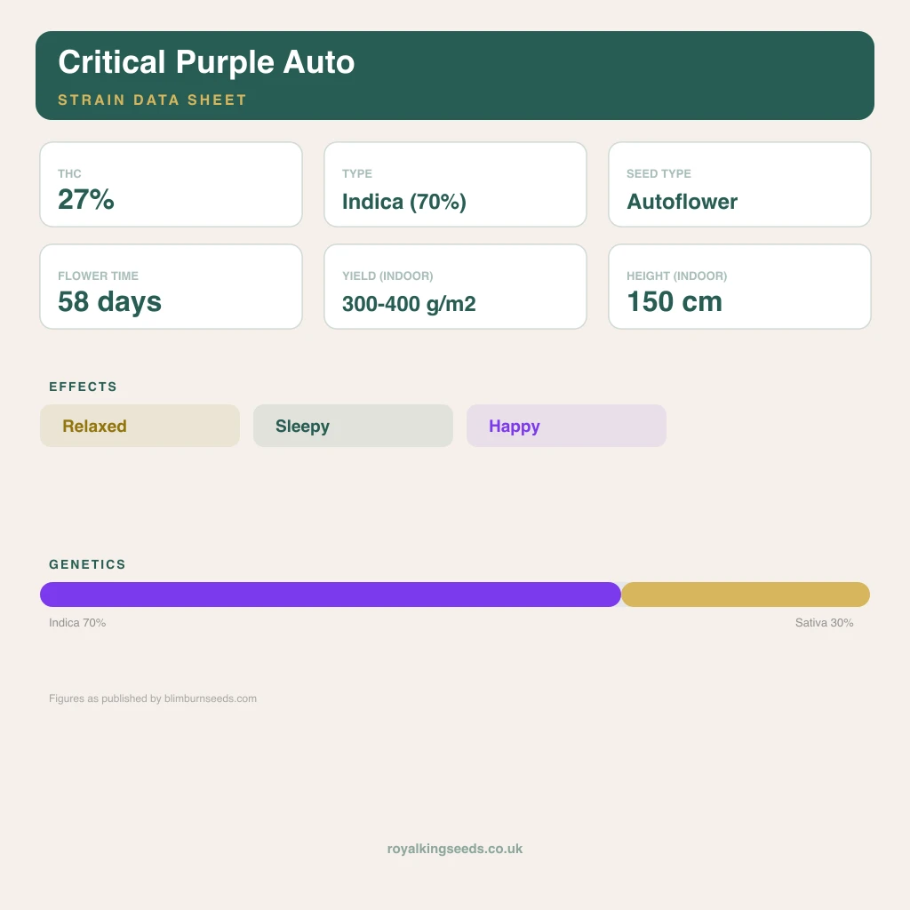 Critical Purple 70% indica / 30% sativa flower with visible trichomes