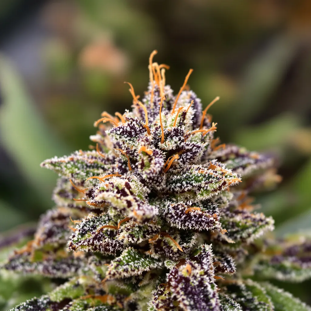 Critical Purple cannabis bud close-up showing dense purple-tinged calyxes