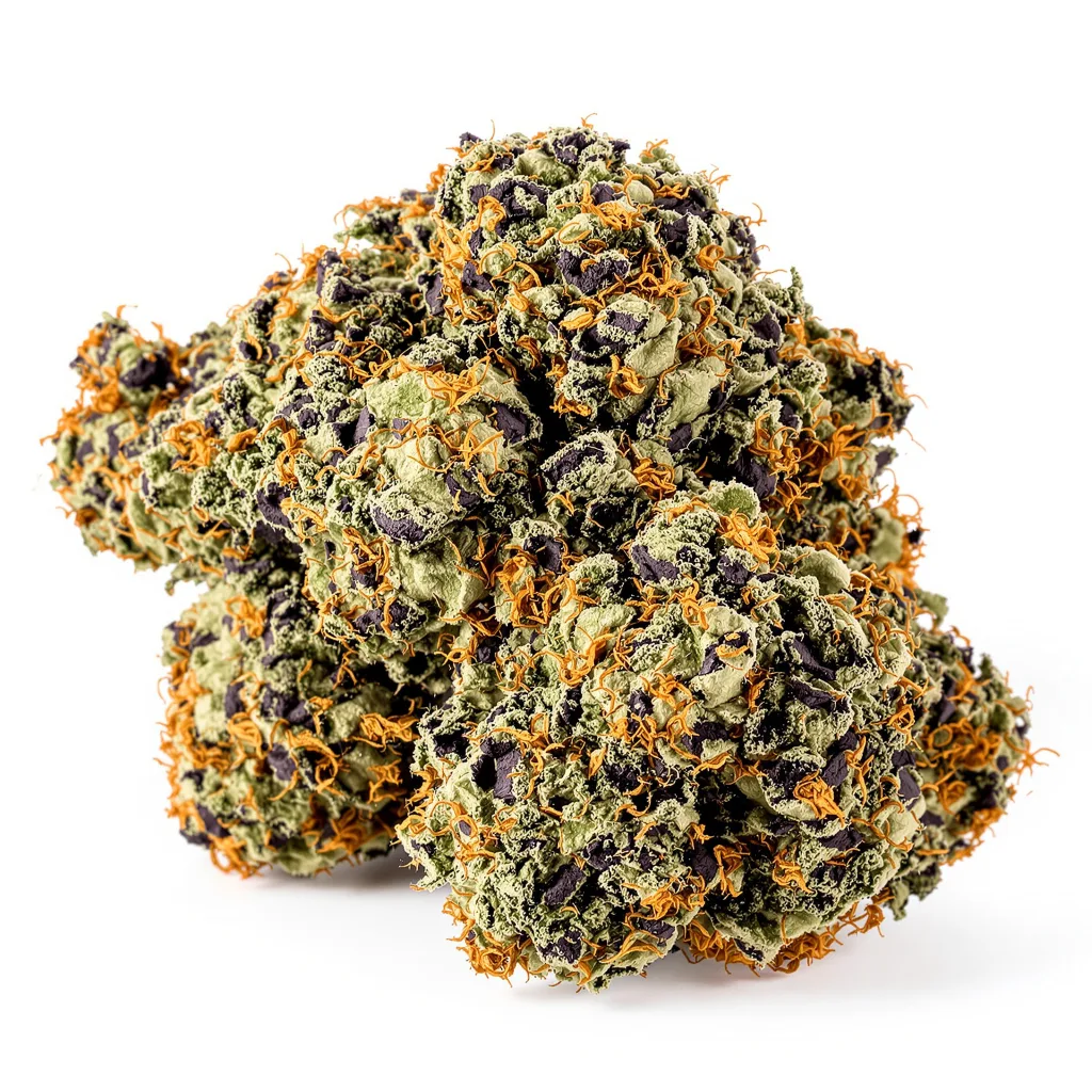 Critical Purple cannabis plant in flowering stage — 60-100 cm autoflower