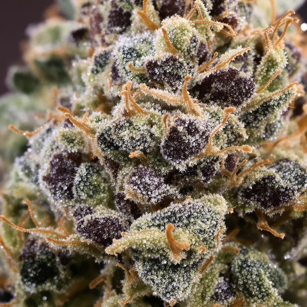 Crouching Tiger Hidden Alien cannabis bud close-up showing dense purple-tinged calyxes