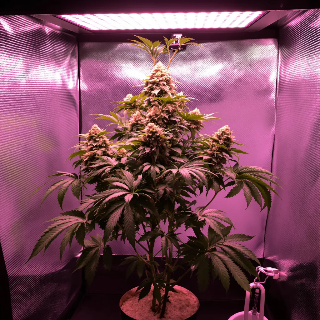 Crouching Tiger Hidden Alien 82% indica / 18% sativa flower with visible trichomes