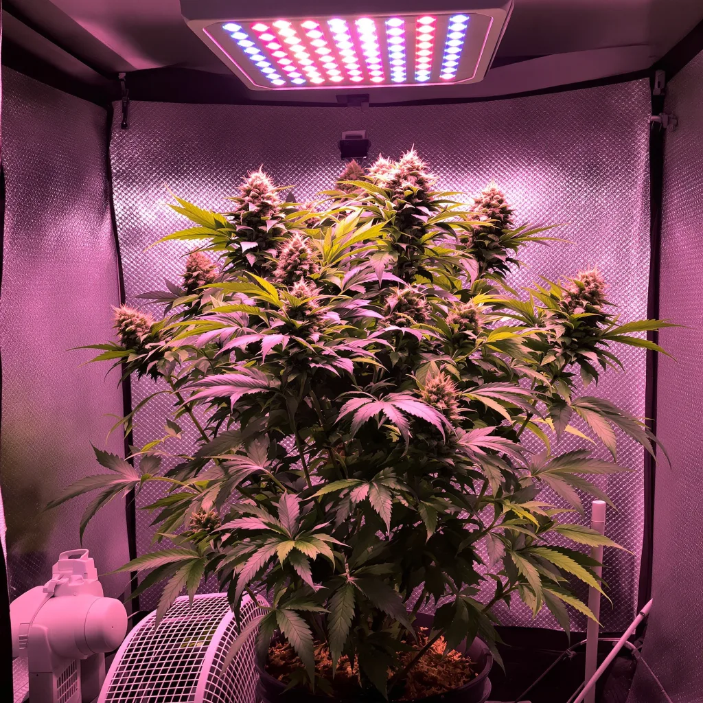 Crown OG 70% indica / 30% sativa flower with visible trichomes