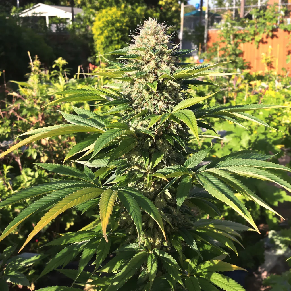 Crown OG 70% indica / 30% sativa flower with visible trichomes