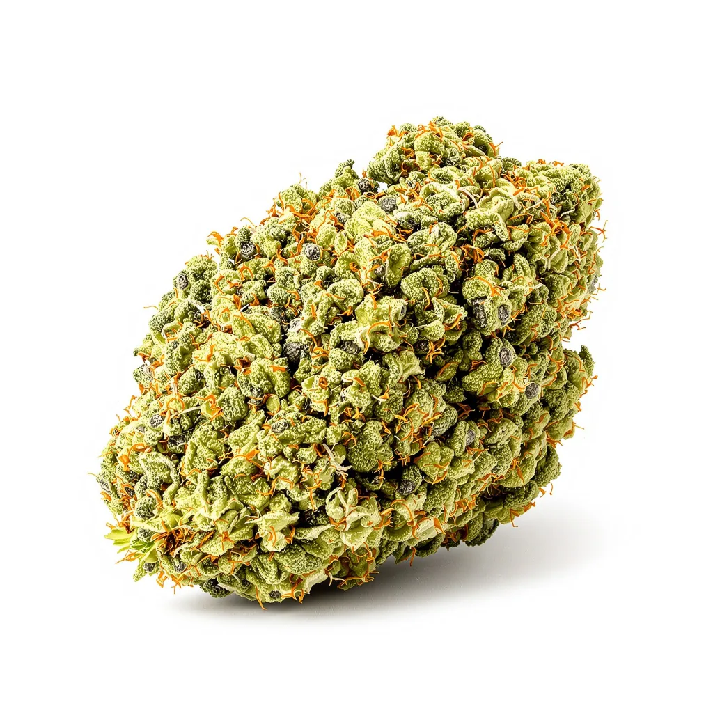 Crystal Coma cannabis plant in flowering stage — 150-200 cm feminised