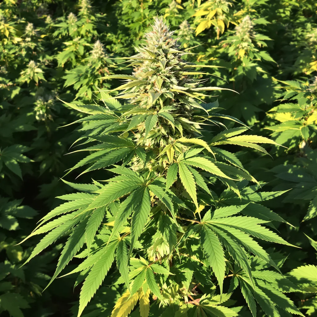 Dairy Queen 82% indica / 18% sativa flower with visible trichomes