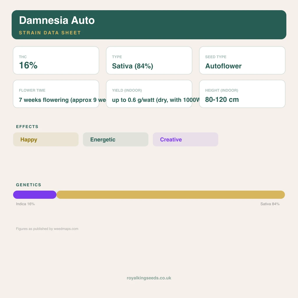 Damnesia 16% indica / 84% sativa flower with visible trichomes