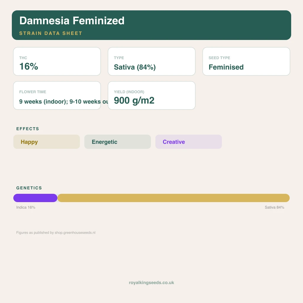Damnesia 16% indica / 84% sativa flower with visible trichomes