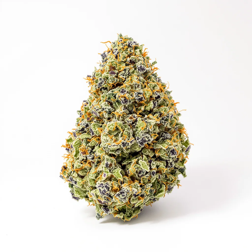 Dank Sinatra cannabis plant in flowering stage — 60-100 cm autoflower
