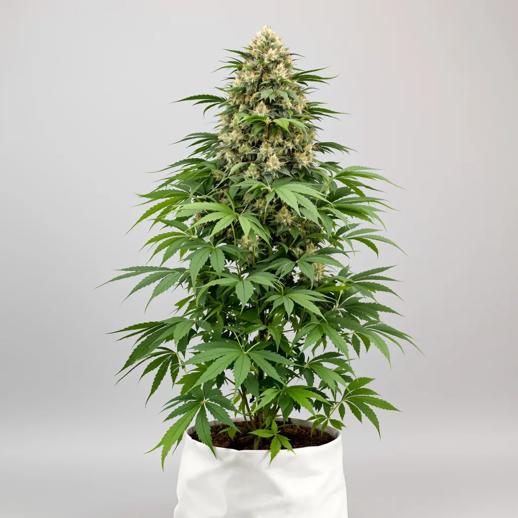 Danky Doodle cannabis seeds packaging — Royal King Seeds UK