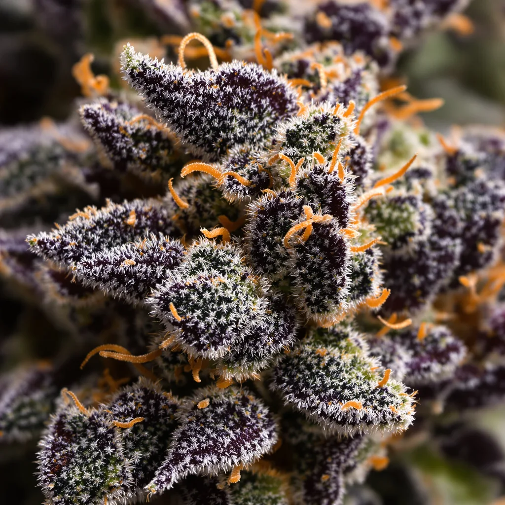 Dark Star cannabis bud close-up showing dense purple-tinged calyxes