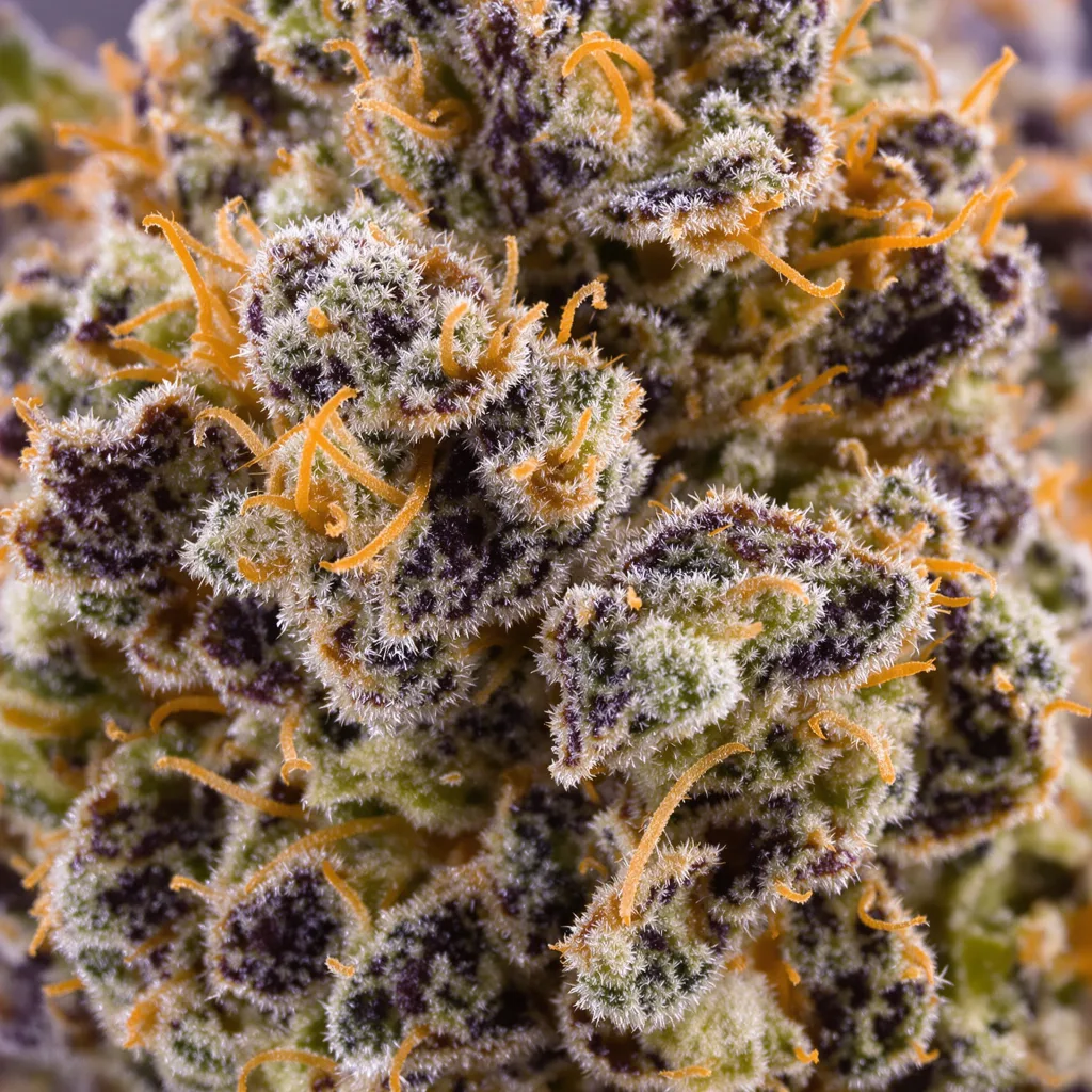 Death Bubba cannabis bud close-up showing dense purple-tinged calyxes