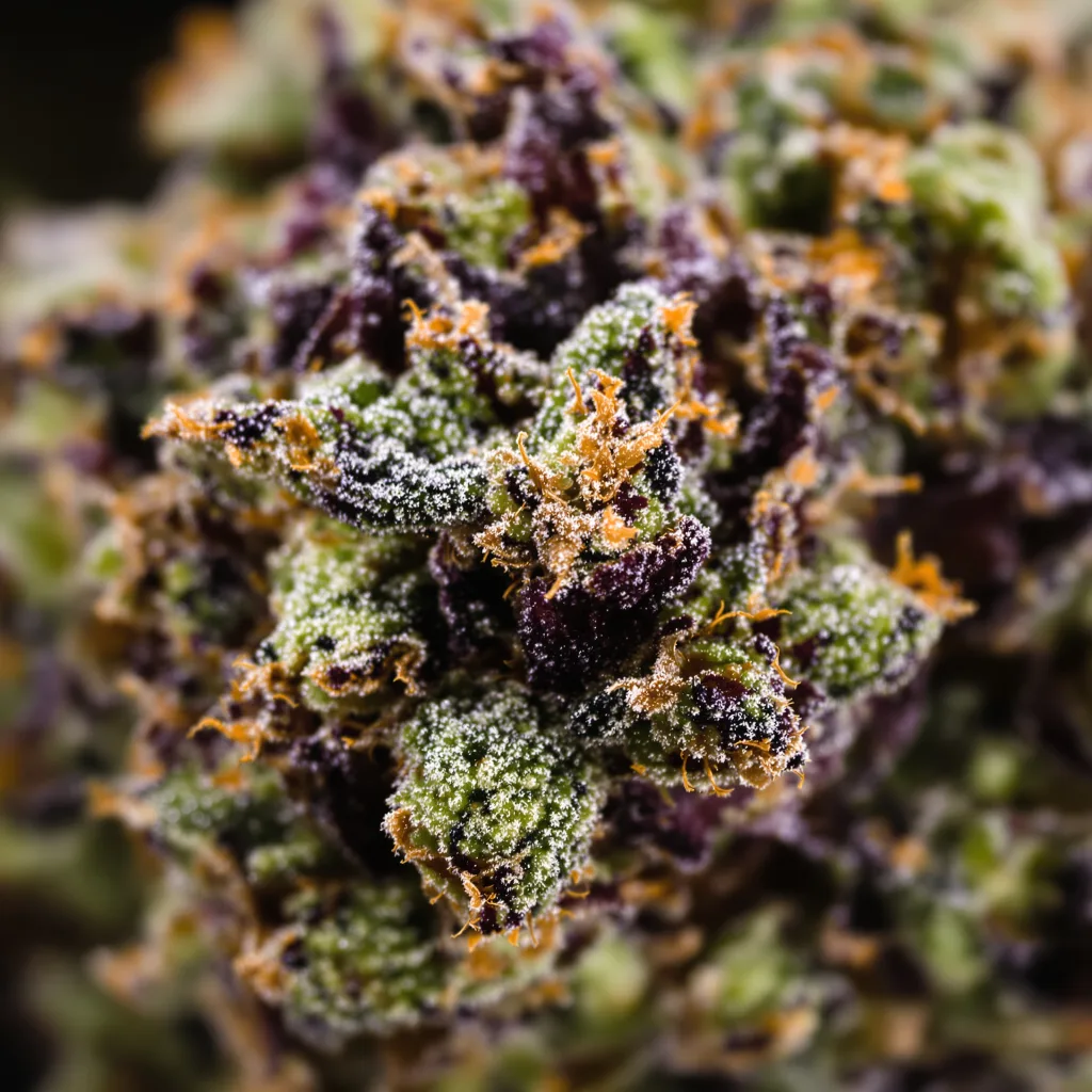 Death Star cannabis bud close-up showing dense purple-tinged calyxes