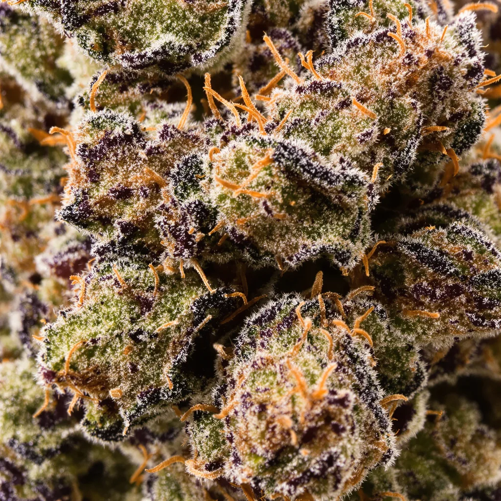 Death Star cannabis bud close-up showing dense purple-tinged calyxes