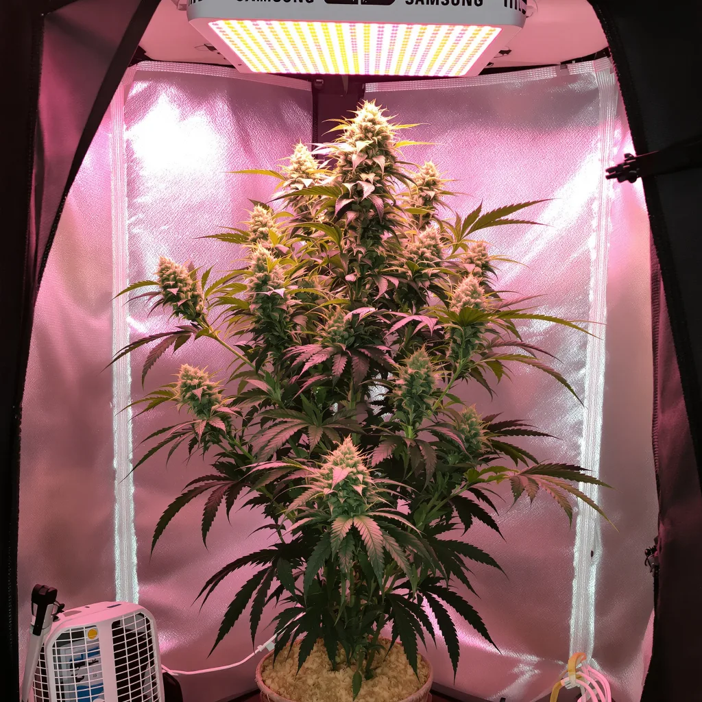 Death Star OG 60% indica / 30% sativa flower with visible trichomes