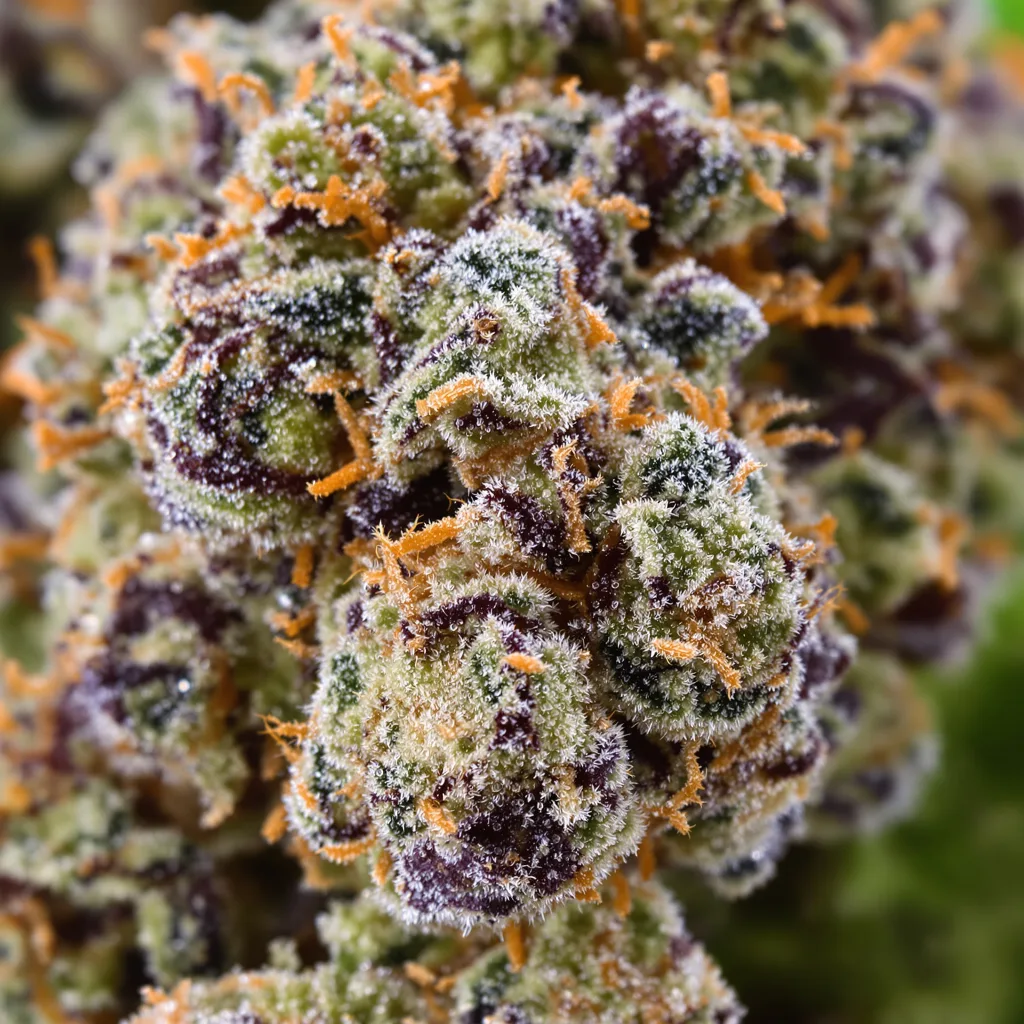 Denver Maple cannabis bud close-up showing dense purple-tinged calyxes
