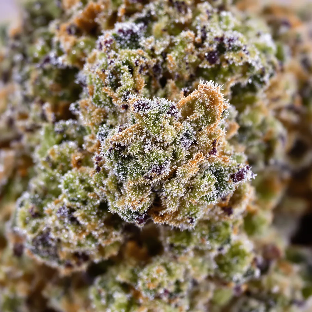 Diablo cannabis bud close-up showing balanced bud structure with frosted trichomes