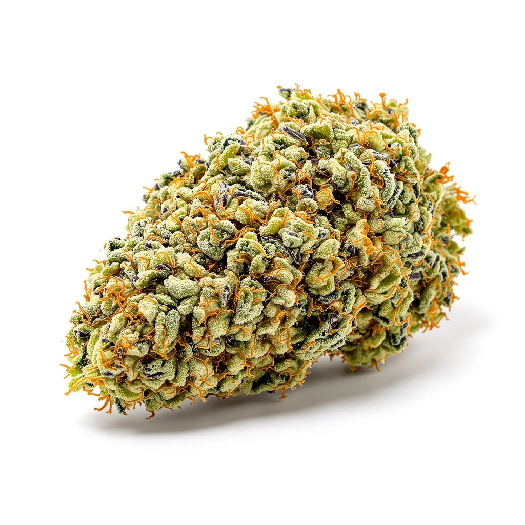 Diablo cannabis plant in flowering stage — 120-180 cm feminised