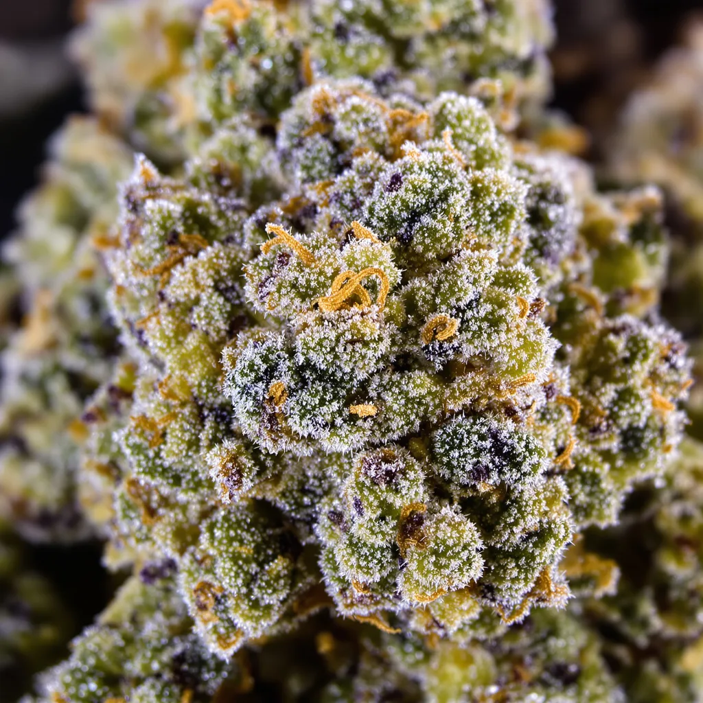 Diamond OG cannabis bud close-up showing balanced bud structure with frosted trichomes